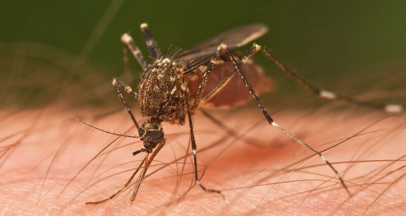 mosquito control in Bakersfield