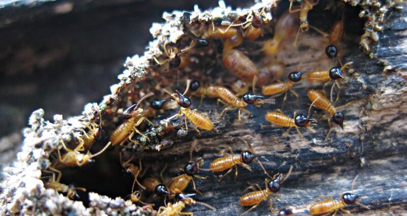 termite treatment & control in Bakersfield