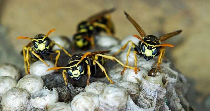 wasp control & nest removal service in Bakersfield CA