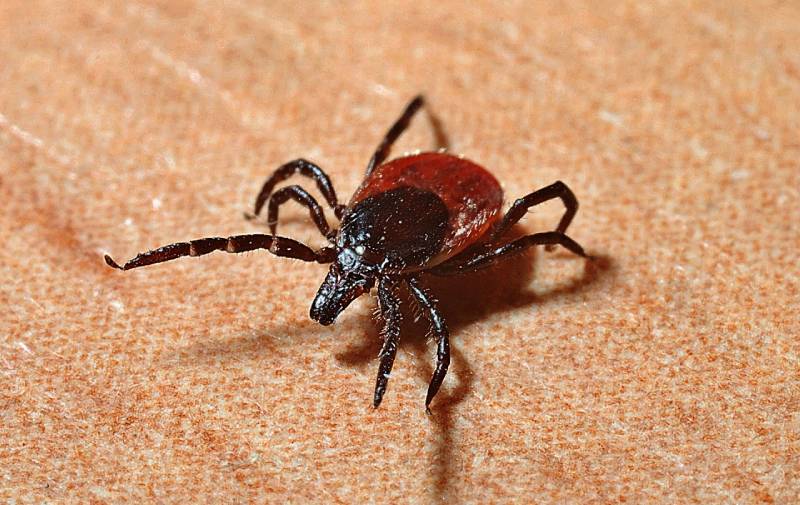 Tick Control Service In Bakersfield CA