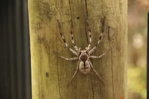 Spider around a Bakersfield home during summer spider season