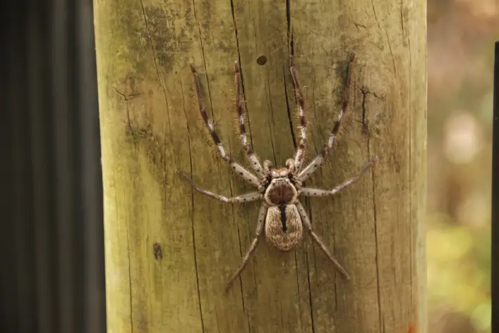 Spider around a Bakersfield home during summer spider season
