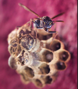 Wasp nest attached to a Bakersfield home requiring professional wasp control services